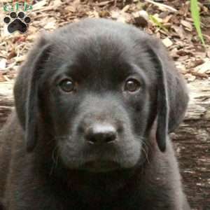 Nico, Black Labrador Retriever Puppy