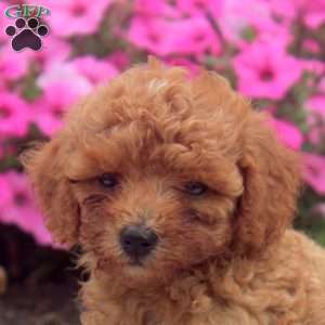 Nico, Toy Poodle Puppy
