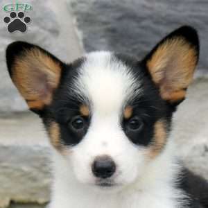 Nico, Pembroke Welsh Corgi Puppy