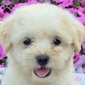 Nico, Teddy Bear Puppy