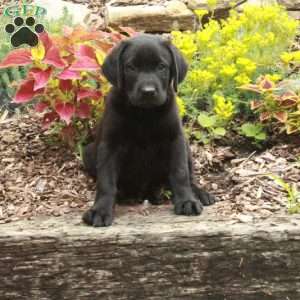 Nico, Black Labrador Retriever Puppy