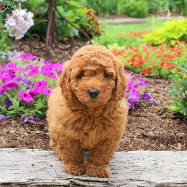Nigel, Mini Goldendoodle Puppy