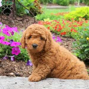 Nigel, Mini Goldendoodle Puppy