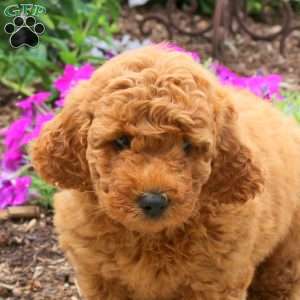 Nigel, Mini Goldendoodle Puppy