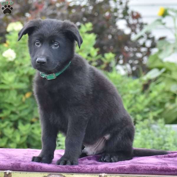 Nimrod, German Shepherd Puppy