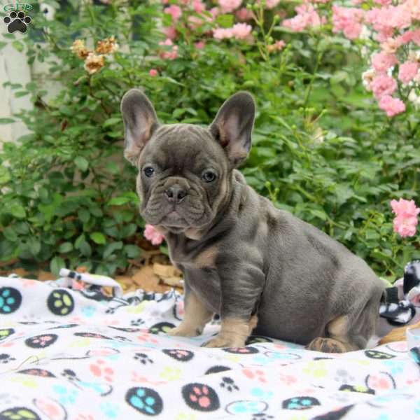 Nina, French Bulldog Puppy
