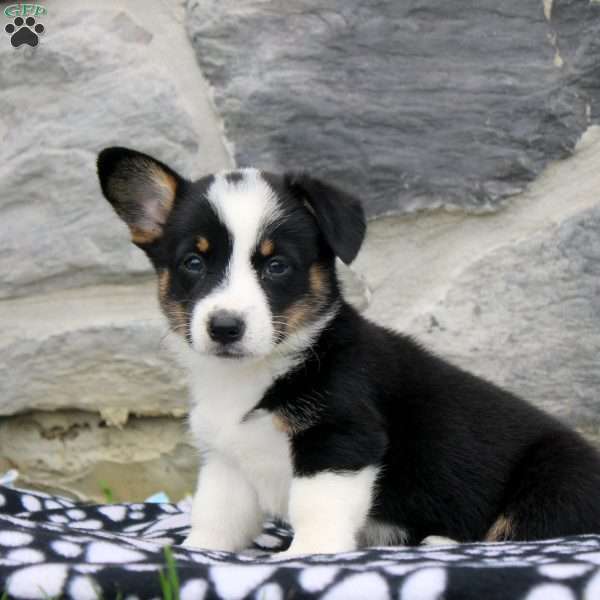 Nina, Pembroke Welsh Corgi Puppy