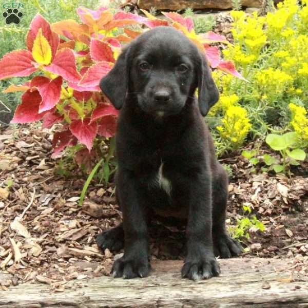 Nina, Black Labrador Retriever Puppy
