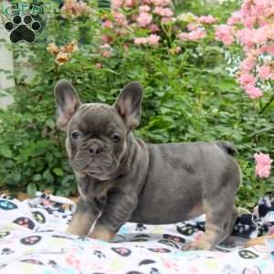 Nina, French Bulldog Puppy