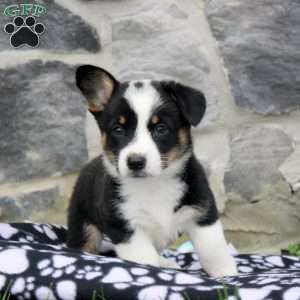 Nina, Pembroke Welsh Corgi Puppy