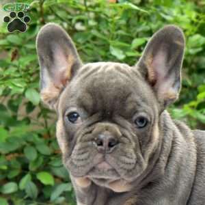 Nina, French Bulldog Puppy