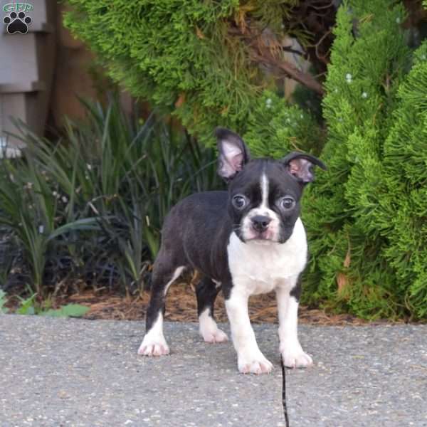 Nitro, Boston Terrier Puppy
