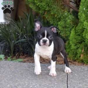 Nitro, Boston Terrier Puppy