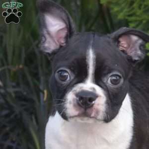 Nitro, Boston Terrier Puppy