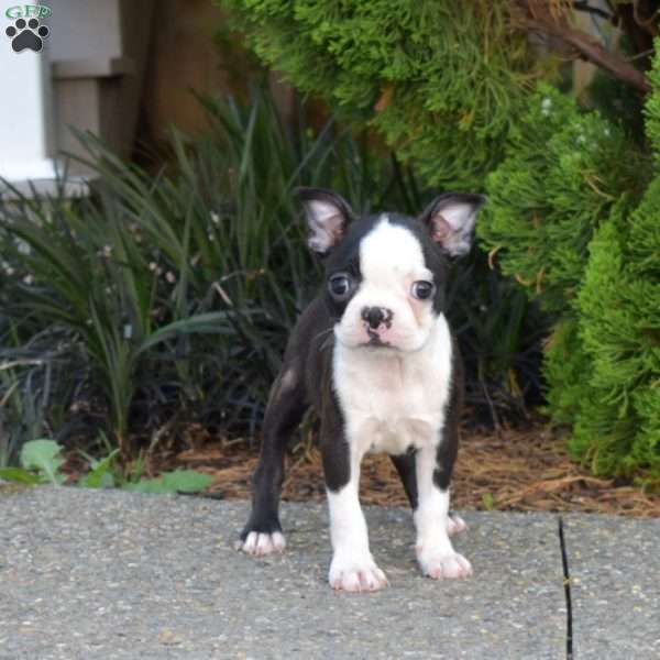 Nixie, Boston Terrier Puppy