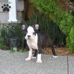 Nixie, Boston Terrier Puppy