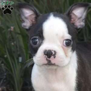 Nixie, Boston Terrier Puppy