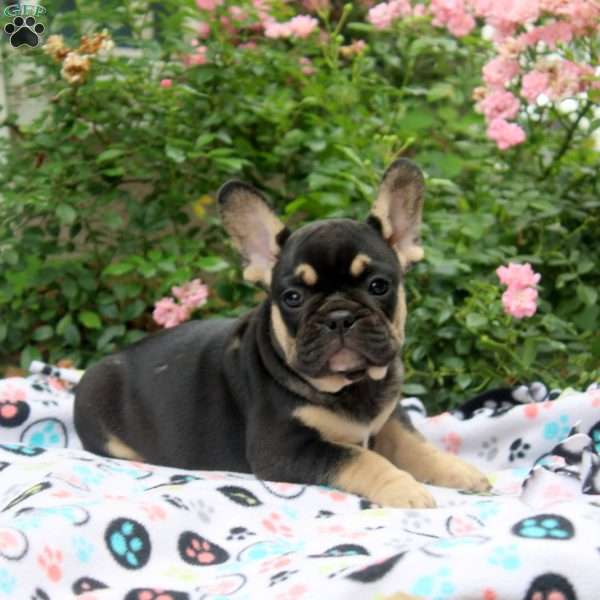 Noel, French Bulldog Puppy
