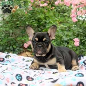 Noel, French Bulldog Puppy