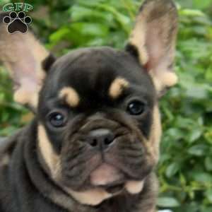 Noel, French Bulldog Puppy