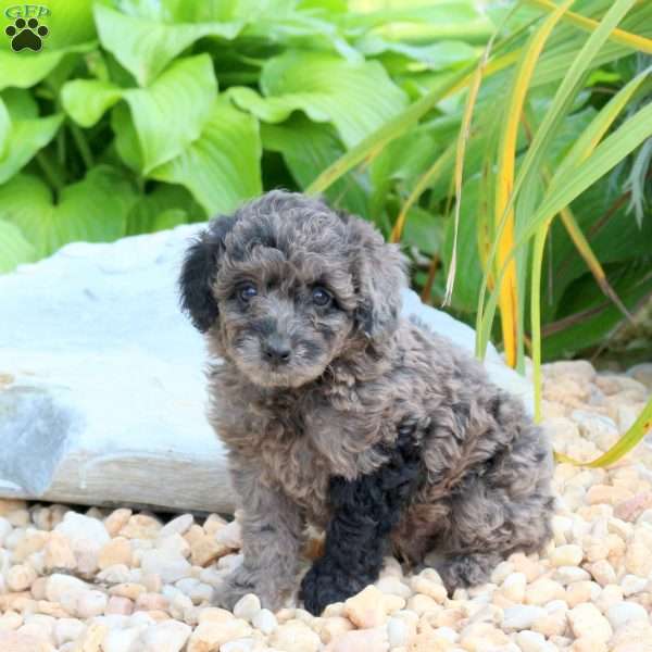 Noelle, Miniature Poodle Puppy