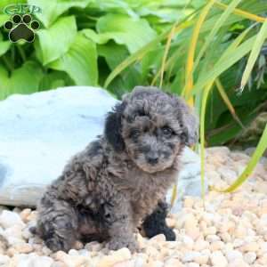 Noelle, Miniature Poodle Puppy