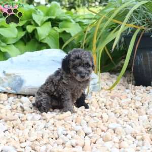 Noelle, Miniature Poodle Puppy