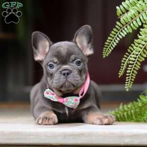 Nora, French Bulldog Puppy