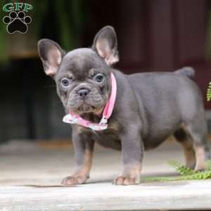 Nora, French Bulldog Puppy