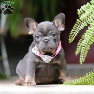 Nora, French Bulldog Puppy