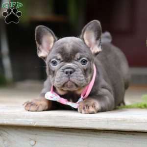 Nora, French Bulldog Puppy