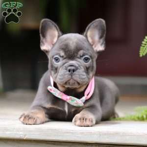 Nora, French Bulldog Puppy