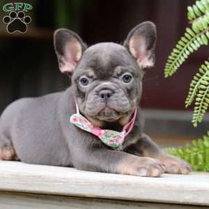 Nora, French Bulldog Puppy