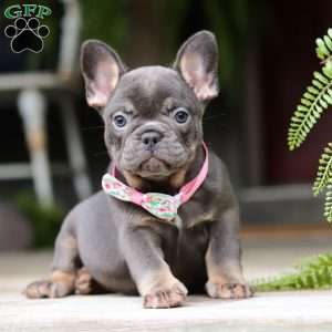 Nora, French Bulldog Puppy