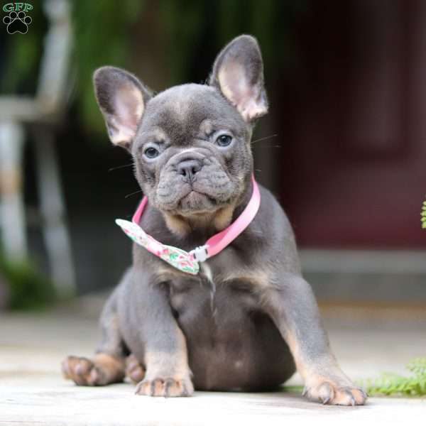 Nora, French Bulldog Puppy