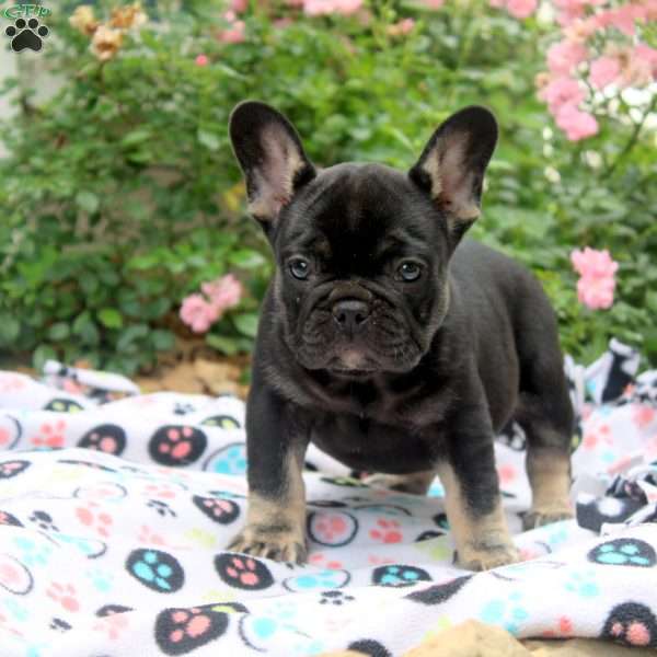 Nora, French Bulldog Puppy
