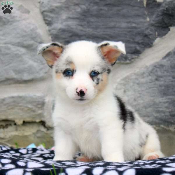 Nora, Pembroke Welsh Corgi Puppy