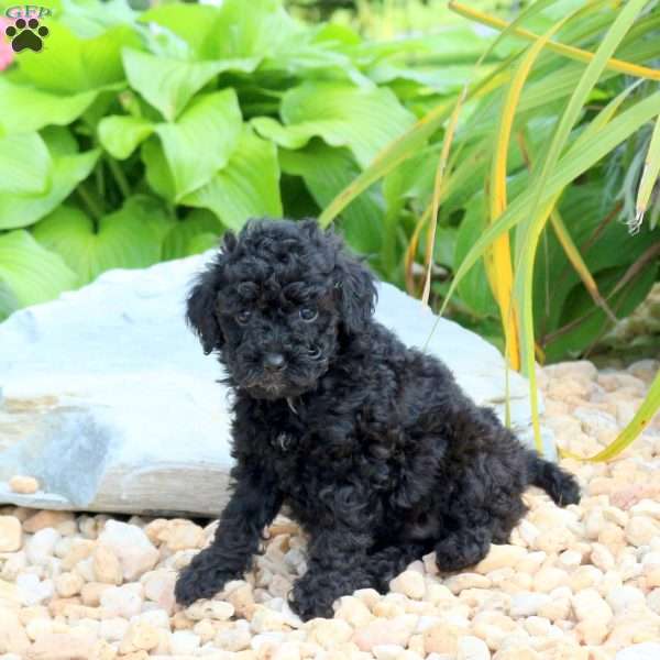Nora, Miniature Poodle Puppy