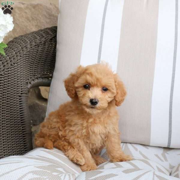 Nora, Bich-Poo Puppy