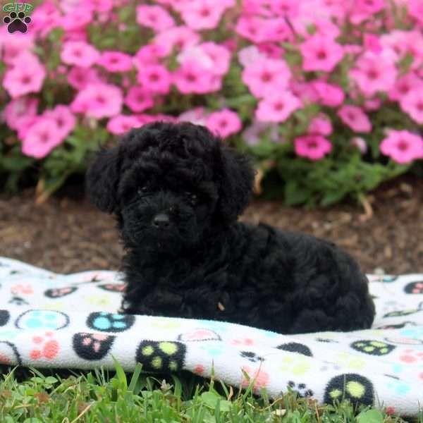 Nora, Toy Poodle Puppy