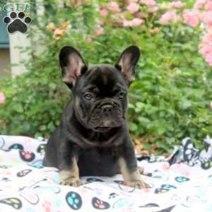 Nora, French Bulldog Puppy
