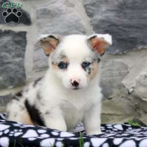 Nora, Pembroke Welsh Corgi Puppy