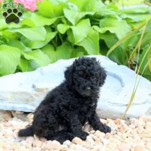 Nora, Miniature Poodle Puppy