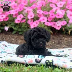 Nora, Toy Poodle Puppy