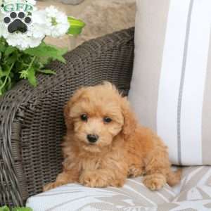 Nora, Bich-Poo Puppy