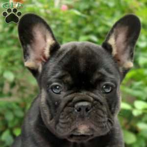 Nora, French Bulldog Puppy