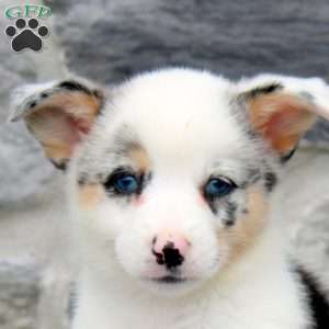 Nora, Pembroke Welsh Corgi Puppy
