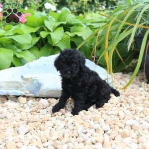 Nora, Miniature Poodle Puppy