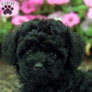 Nora, Toy Poodle Puppy