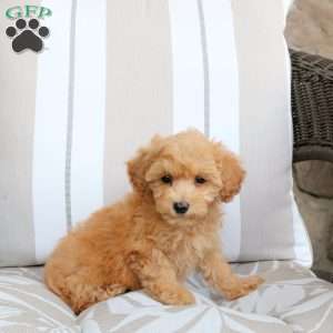 Nora, Bich-Poo Puppy